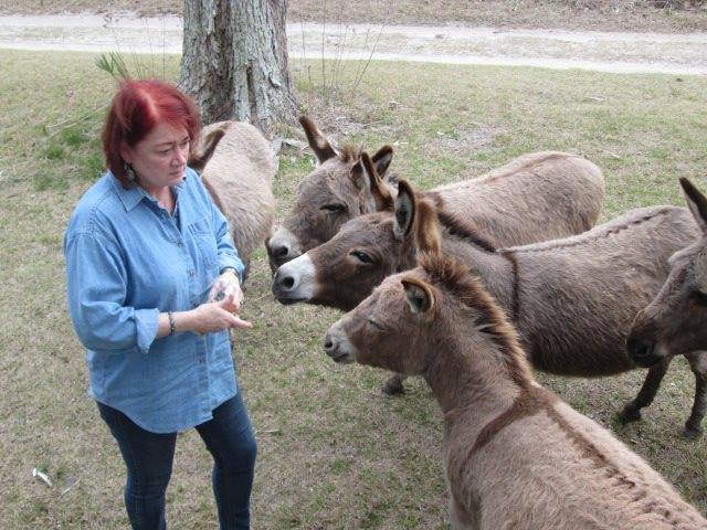Lenore feeding donkeys 